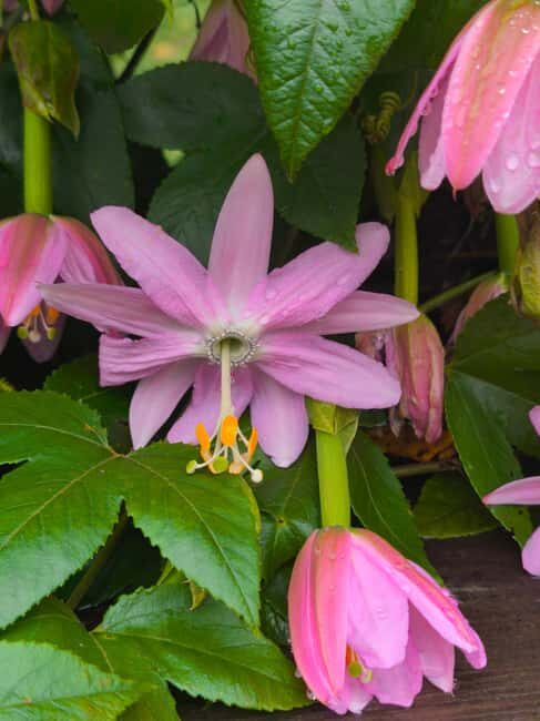 Funchal Agriculture Green Tour - Small group size: why the day feels personal