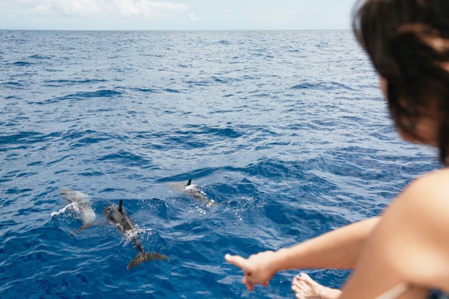 Funchal Bay: Dolphin & Whale Watch Luxury Catamaran Cruise - Coastal views from sea level: what you notice when you slow down