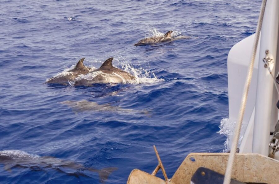 Funchal Bay: Dolphin & Whale Watch Luxury Catamaran Cruise - Drinks, bathrooms, and those small comfort perks
