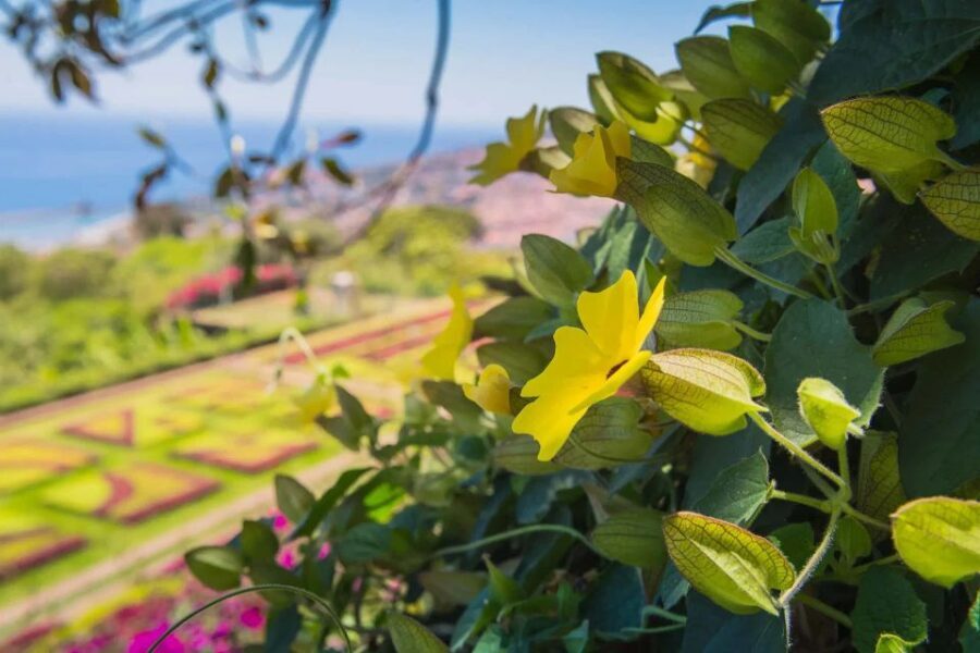 Funchal: Botanical Garden and Old Town Private Tuk-Tuk Tour - The guide experience: why names come up so often