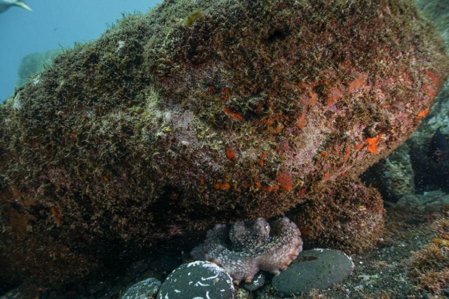 Funchal: Certified Scuba Diving, Guided Tour - Key Things That Make This Funchal Scuba Session Work