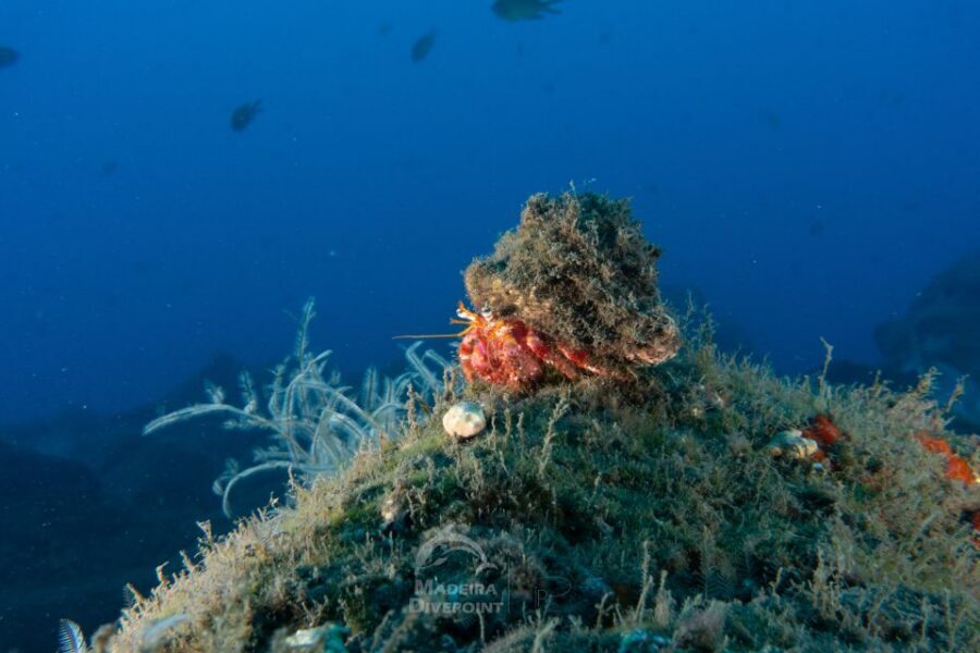 Funchal: Certified Scuba Diving, Guided Tour - Should You Book This Funchal Shore Session?