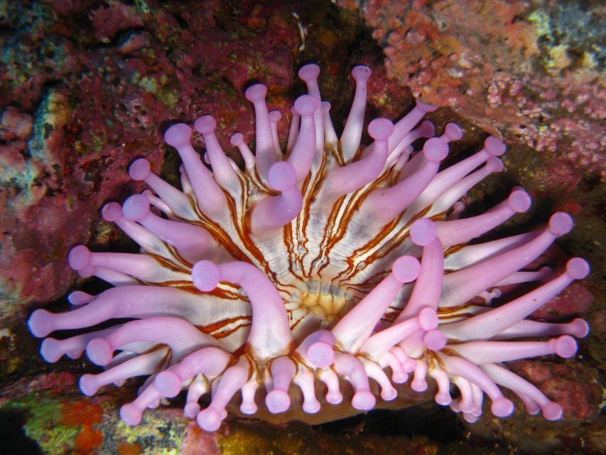 Funchal: Certified Scuba Diving, Guided Tour - One Hour Underwater: What the Guide Has You Doing