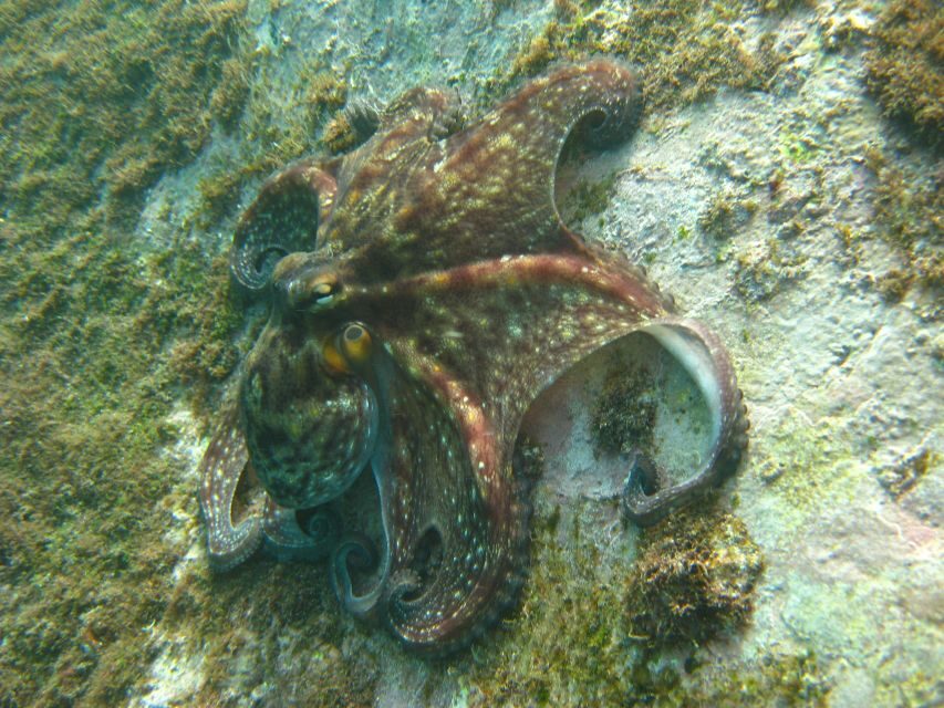 Funchal: Certified Scuba Diving, Guided Tour - Comfort After the Water: Hot Shower and Changing Space