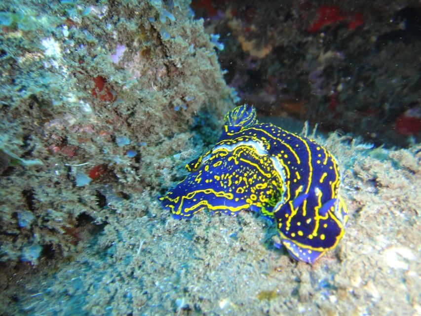 Funchal: Certified Scuba Diving, Guided Tour - Price and Value: Is $33 Worth It in Funchal?