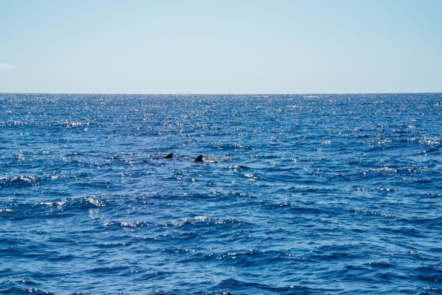 Funchal: Dolphin and Whale Watching by Luxury Catamaran - The first cruise stretch: scanning Funchal’s bay for dolphins and whales