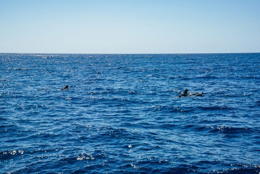 Funchal: Dolphin and Whale Watching by Luxury Catamaran - Cabo Girão: the 580m sea-cliff moment that makes the tour feel complete