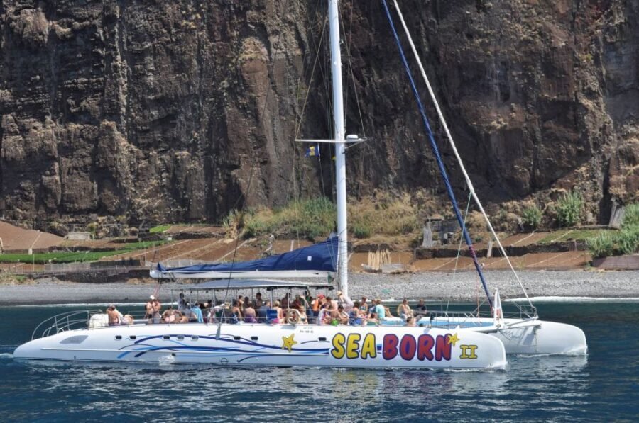 Funchal: Dolphin and Whale Watching Catamaran Cruise - Should you book the Funchal Dolphin and Whale Watching catamaran cruise?