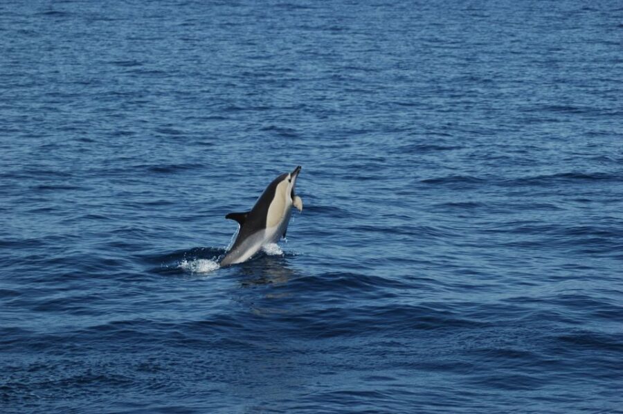 Funchal: Dolphin and Whale Watching Catamaran Cruise - From Funchal Marina to Cabo Girão: a short cruise that still feels like a full escape