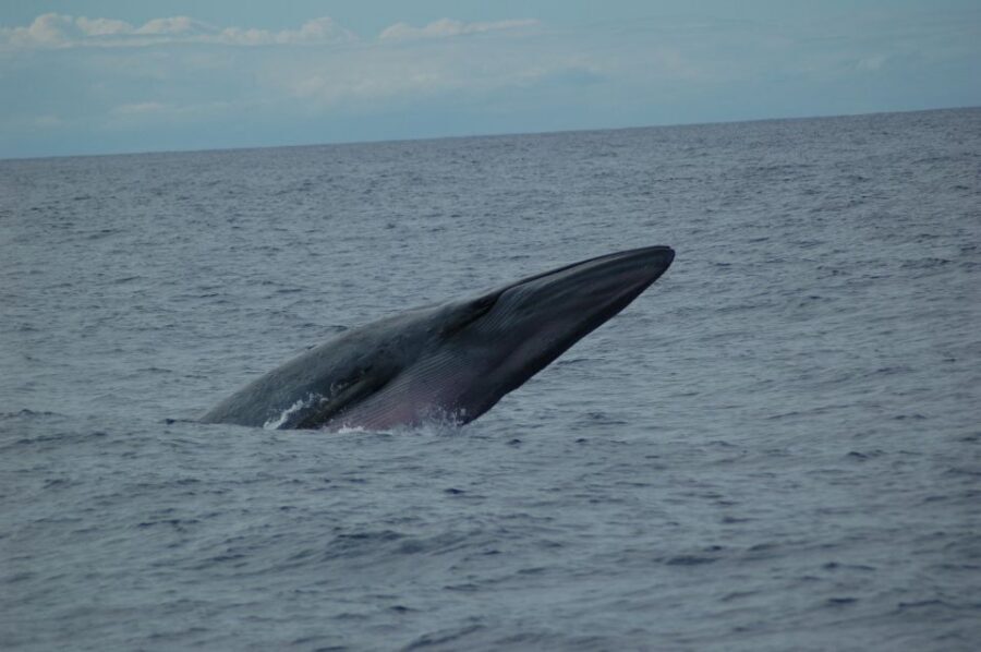 Funchal: Dolphin and Whale Watching Catamaran Cruise - The guide’s role: turning random ocean moments into real species clues