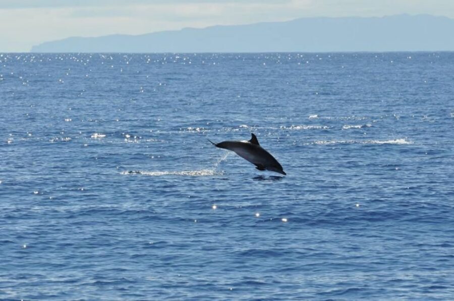 Funchal: Dolphin and Whale Watching Catamaran Cruise - Onboard comfort: space, the bar, and the crew’s safety-first tone