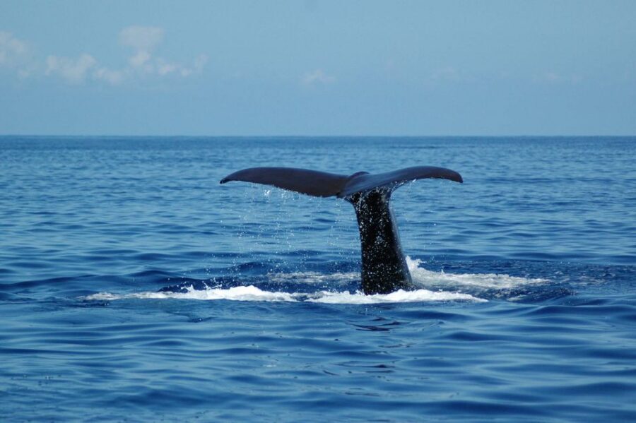 Funchal: Dolphin and Whale Watching Catamaran Cruise - Price and value: what $41 buys you in Madeira