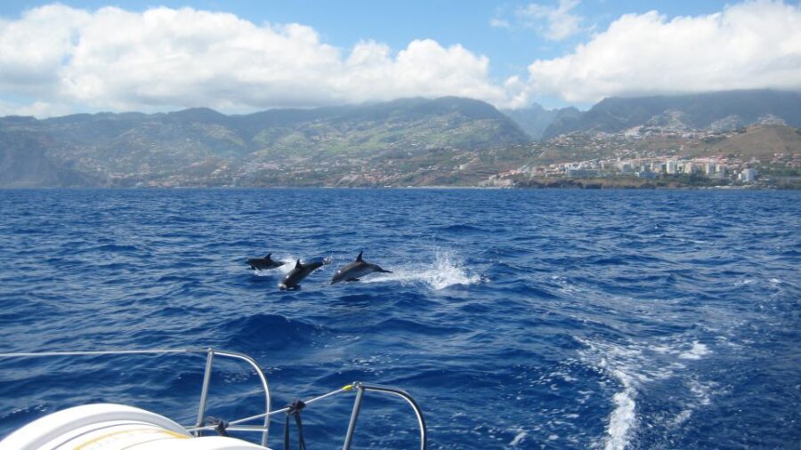 Funchal: Dolphin and Whale Watching Catamaran Cruise - Why the catamaran platform helps you spot whales, dolphins, and turtles