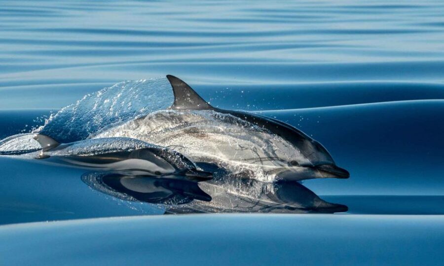 Funchal: Dolphin and Whale Watching Cruise - Key highlights worth planning for
