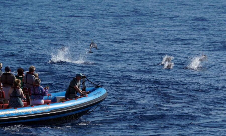 Funchal: Dolphin and Whale Watching Cruise - Wildlife You Can Expect Around Madeira (Dolphins, Whales, Turtles, Birds)
