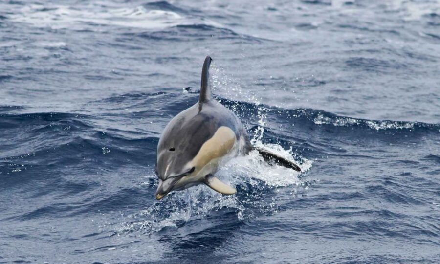 Funchal: Dolphin and Whale Watching Cruise - The Boat Ride Itself: Speed, Seating, and Staying Comfortable