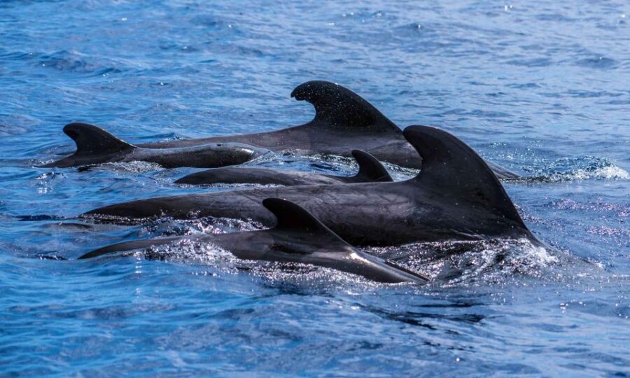 Funchal: Dolphin and Whale Watching Cruise - Price and Value in the $58 Ticket