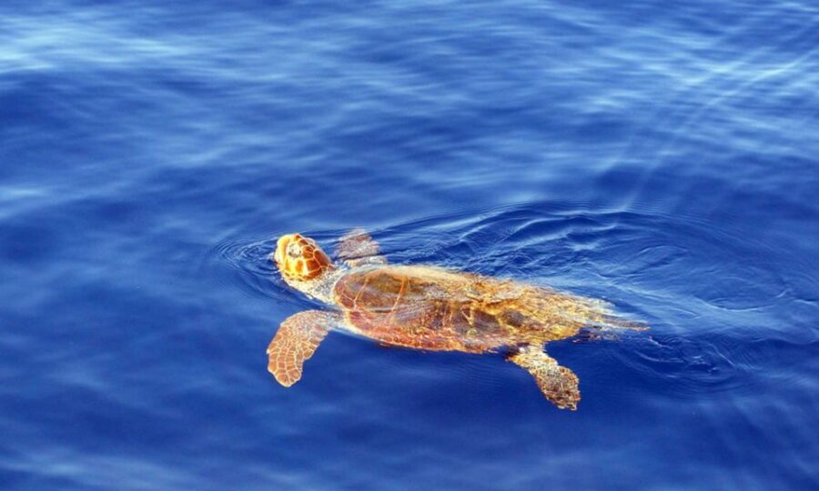Funchal: Dolphin and Whale Watching Cruise - Who Should Book This Dolphin-and-Whale Cruise in Funchal