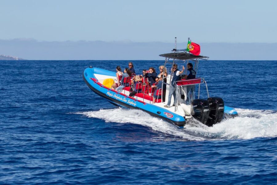 Funchal: Dolphin and Whale Watching Cruise - Should You Book It for Your Madeira Days?
