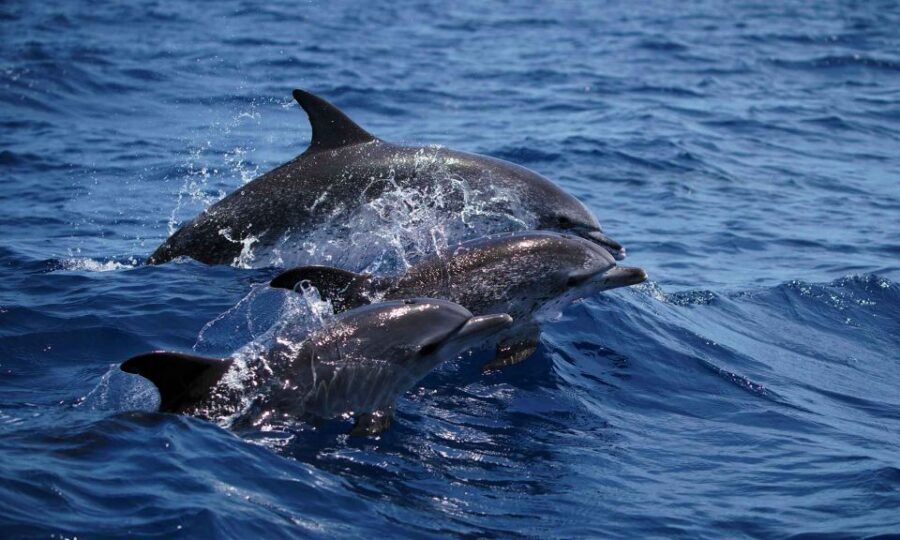 Funchal: Dolphin and Whale Watching Cruise - Meeting at Magic Dolphin: Check-In and What You Get