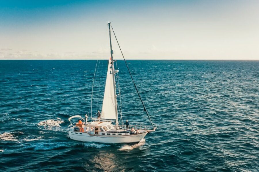 Funchal: Dolphin and Whale Watching Sailing Trip - Should you book the Funchal dolphin and whale sailing trip?