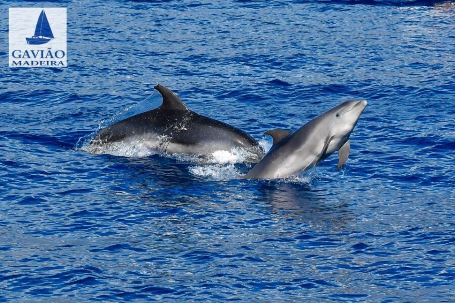 Funchal: Dolphin and Whale Watching Sailing Trip - Dolphin and whale watching: how the crew finds them without chasing