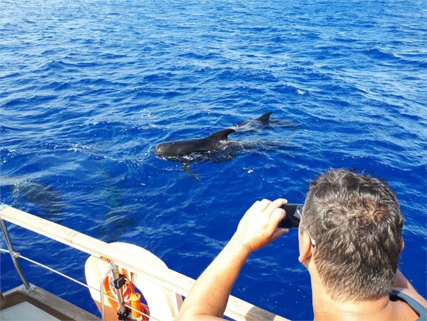 Funchal: Dolphin and Whale Watching Sailing Trip - What to bring (and what to skip) for the swim-and-snorkel part