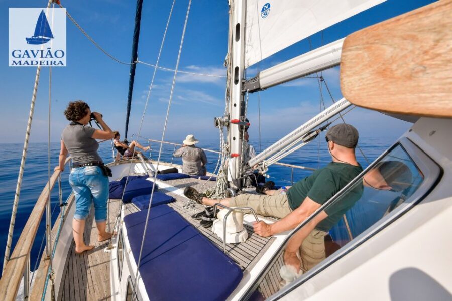 Funchal: Dolphin and Whale Watching Sailing Trip - Price and value at around $47: what you’re really paying for