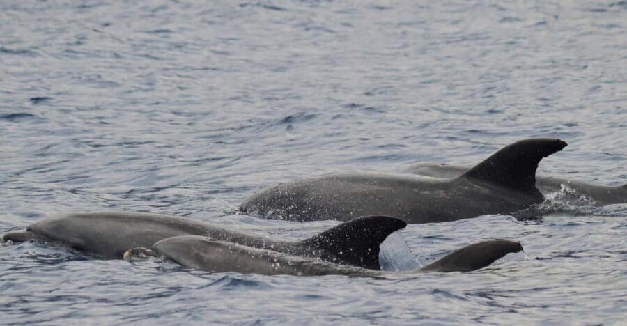 Funchal: Guarantee Wild Dolphin&Whale Watching by RIB - Key things to know before you go
