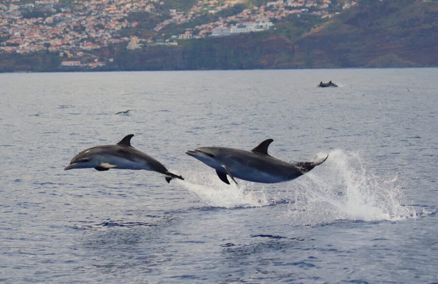 Funchal: Guarantee Wild Dolphin&Whale Watching by RIB - Should you book RIB dolphin and whale watching in Funchal?