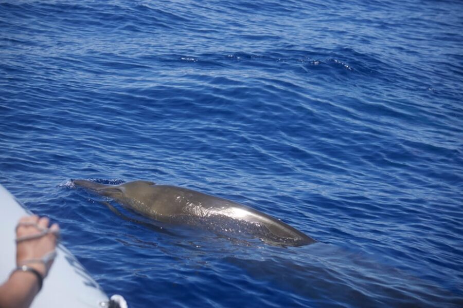 Funchal: Guarantee Wild Dolphin&Whale Watching by RIB - RIB Boat Wild Dolphin and Whale Watching in Funchal