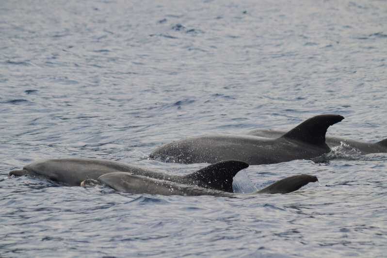 Funchal: Guarantee Wild Dolphin&Whale Watching by RIB - The wildlife search: dolphins, whales, and the “99%” reality