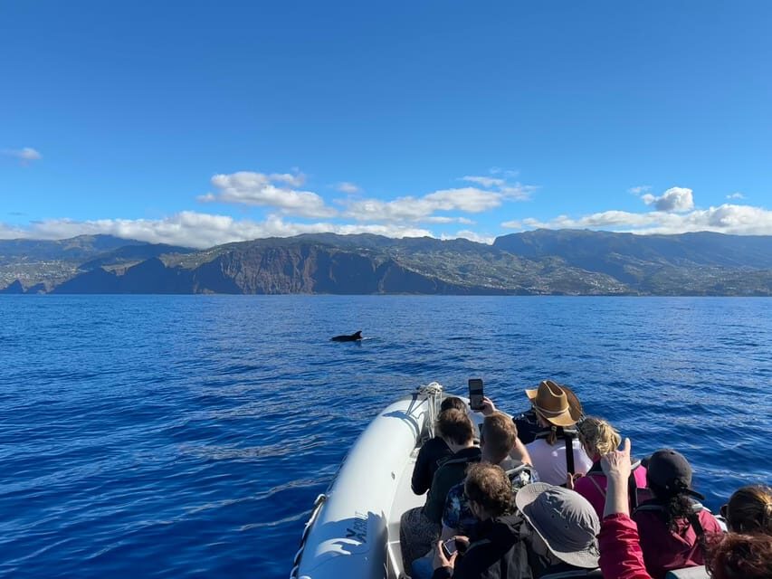 Funchal: Guarantee Wild Dolphin&Whale Watching by RIB - Dolphin snorkel add-on: how the 20€ fee works in practice