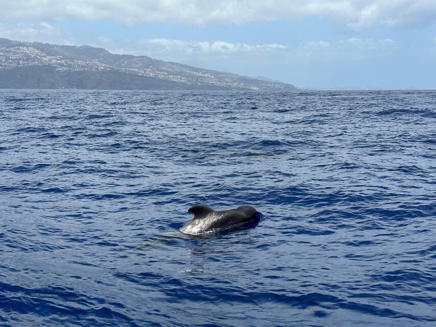 Funchal: Guarantee Wild Dolphin&Whale Watching by RIB - Cabo Gírao viewpoint: the land payoff after the ocean search