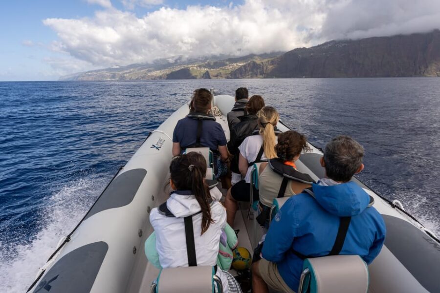 Funchal: Guarantee Wild Dolphin&Whale Watching by RIB - Price and value: is $70 a fair deal for Madeira wildlife?