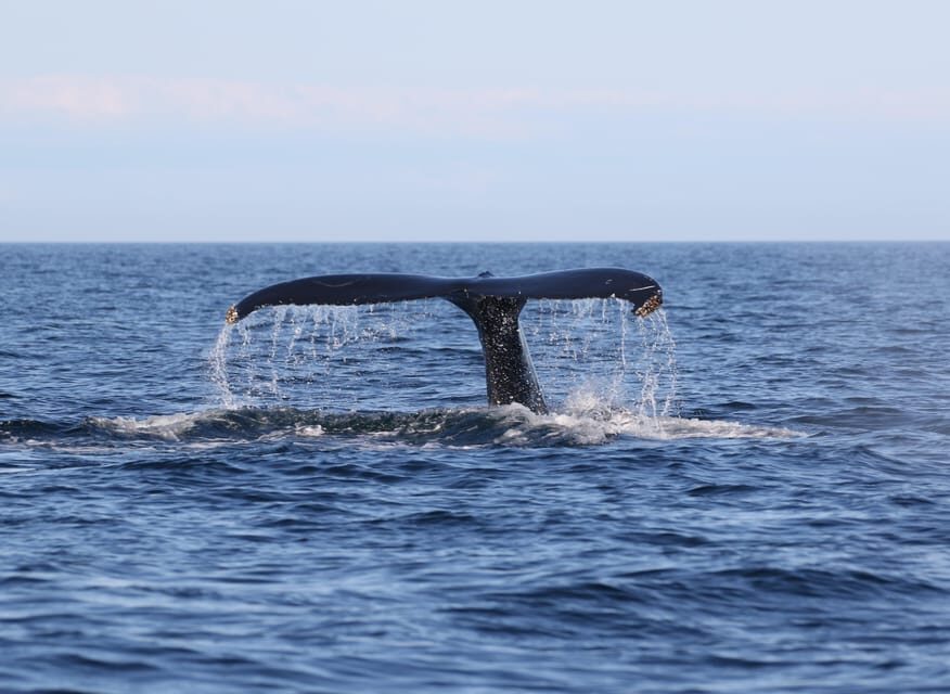Funchal: Guarantee Wild Dolphin&Whale Watching by RIB - What to bring (so the sea doesn’t ruin your day)