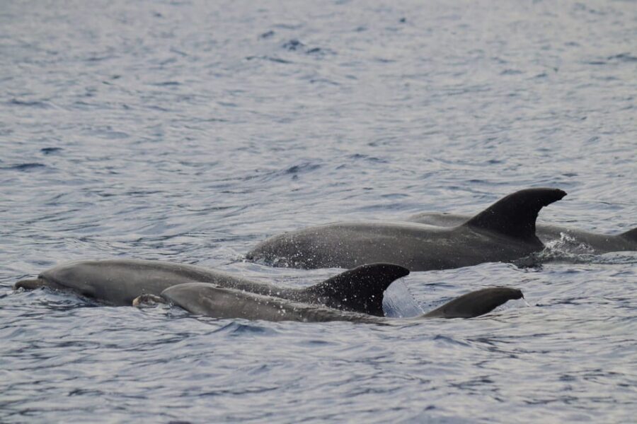 Funchal: Guarantee Wild Dolphin&Whale Watching by RIB - How the 2.5 Hours Flow (and what each part feels like)