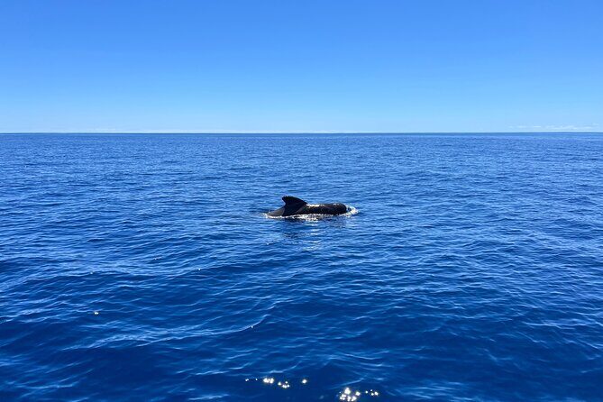 Funchal Half and Full Day Private Sailboat Tour - Whale and Dolphin Sightings: Enjoy It Best, Don’t Chase It