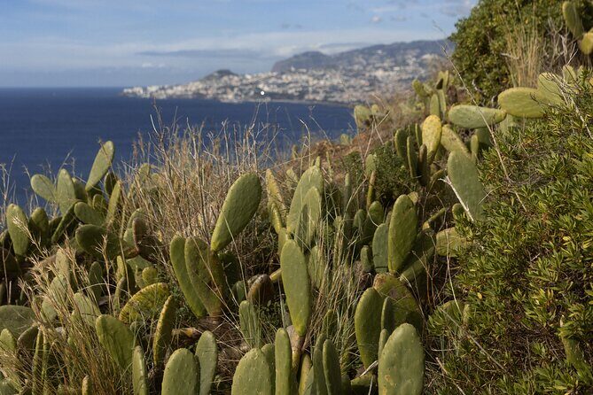Funchal highlights 5h Private Tour in Madeira - Cabo Girão Skywalk: 580 Meters Up and Worth Planning For