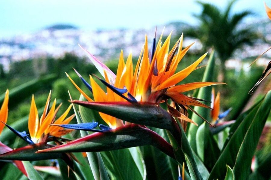 Funchal: Madeira Botanical Garden Private Tuk-Tuk Tour - Price and Value: When $40 Makes Sense