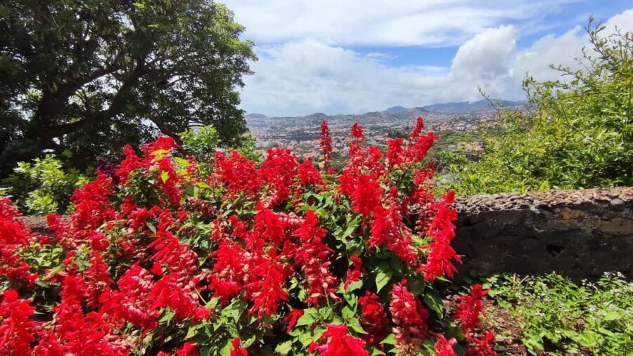 Funchal: Madeira Botanical Garden Private Tuk-Tuk Tour - Comfort and Logistics: Luggage Limits and Group Size Reality