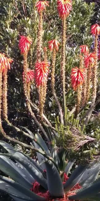 Funchal: Nuns Valley Easy Walk with Mountain Surroundings - Mountain Views in 3 Hours: Pico dos Barcelos to Eira do Serrado