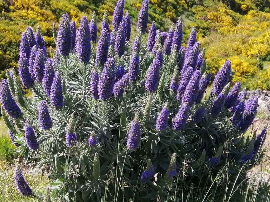 Funchal: Nuns Valley Easy Walk with Mountain Surroundings - How the Timing Works (And Why It Matters)