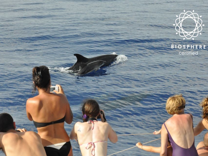 Funchal: Pico Arieiro, Cristo Rei and Dolphins Watching - What you might see at sea (dolphins are the goal)