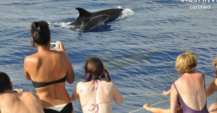 Funchal: Pico Arieiro, Cristo Rei and Dolphins Watching - Why this Funchal Jeep + Dolphins day works