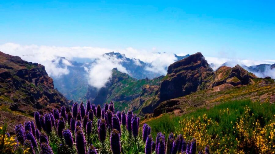 Funchal: Pico Arieiro, Cristo Rei and Dolphins Watching - Dolphin watching by catamaran: the calm half of the day