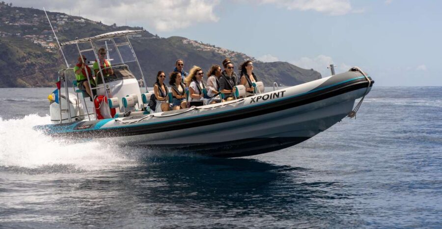 Funchal: RIB Whale Watching Cruise and Optional Dolphin Swim - Key things to know before you go