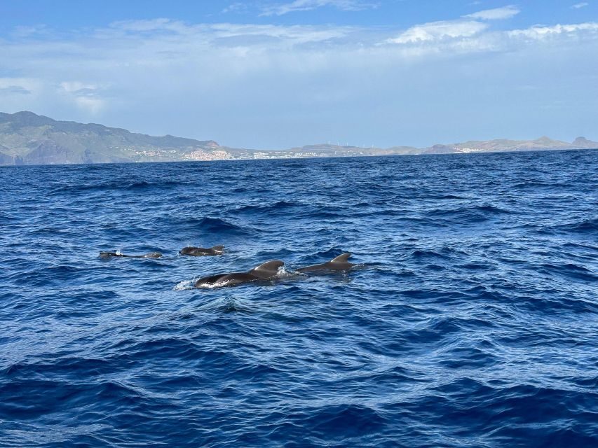 Funchal: RIB Whale Watching Cruise and Optional Dolphin Swim - Funchal RIB Cruise: Why the Small Boat Matters