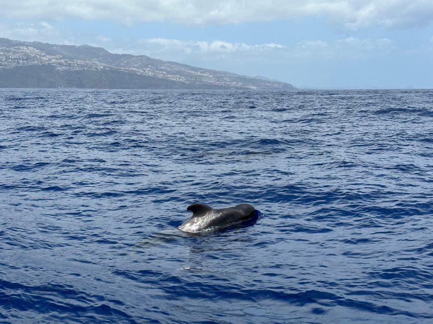 Funchal: RIB Whale Watching Cruise and Optional Dolphin Swim - The Optional Dolphin Swim: How the 20€ Add-On Works