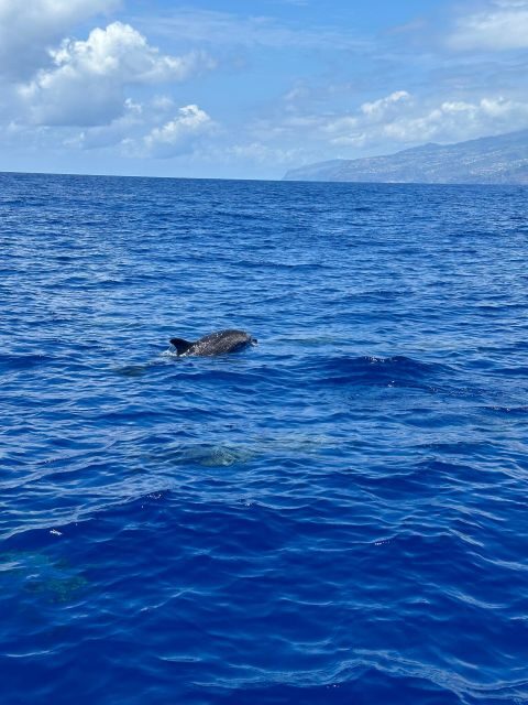Funchal: RIB Whale Watching Cruise and Optional Dolphin Swim - Comfort, Sea Conditions, and What to Bring in Madeira Wind